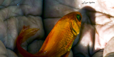 Mahi